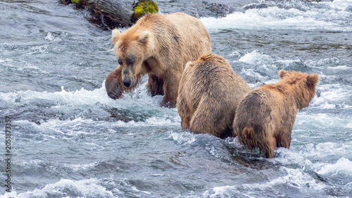 Schilderij op canvas Mother grizzly bear protecting her yearling cub from an aggressive male kodiak b