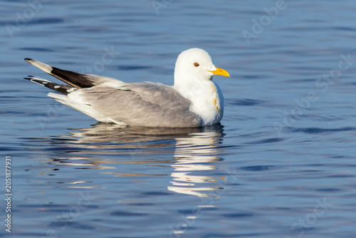 Photos A common gull floats on the blue surface of a large lake.