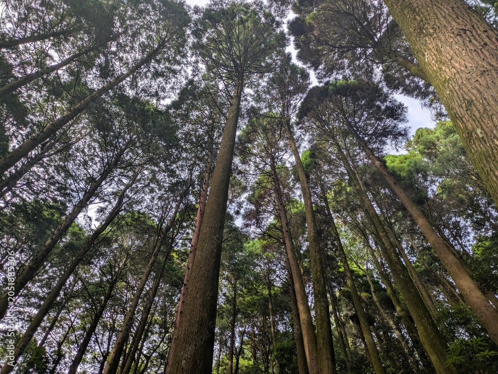 Fototapeta premium trees in the woods