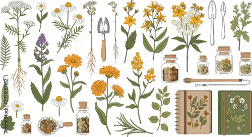 Obraz na płótnie Herbal medicine botanical clip art set featuring hand drawn medicinal plants gla