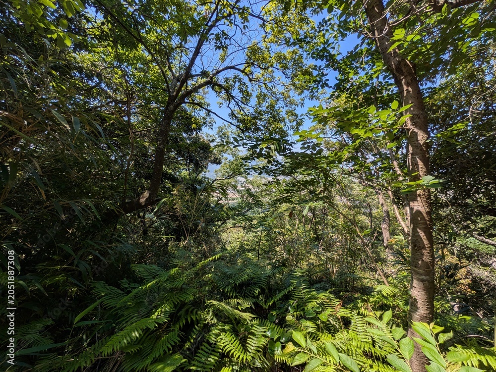 Fototapeta premium green forest in the morning