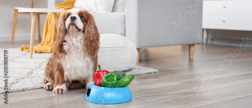 Vászonkép Cute cavalier King Charles spaniel with fresh vegetables in feeding bowl at home