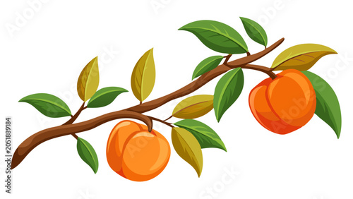 Two ripe peaches hanging from a branch with green leaves ripe fruit peach tree summer fruit organic fruit harvest garden fruit vitamin c peach orchard fruit picking