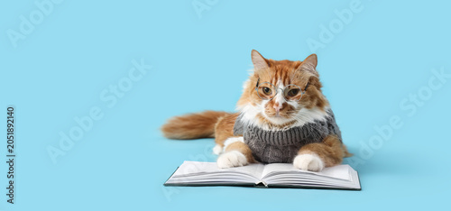 Cute cat in sweater with ey...