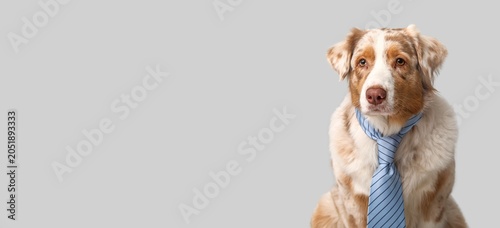 Fotografie Professional australian shepherd dog wearing blue striped tie, business pet conc
