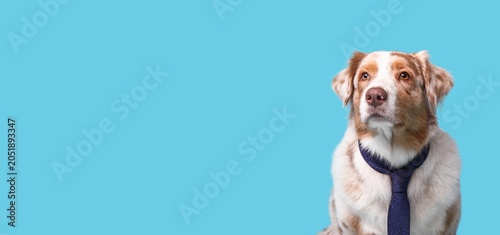 Fotografie Intelligent australian shepherd dog wearing blue tie, business professional pet