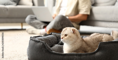 Photos Cute Scottish fold cat lying in pet bed at home, closeup