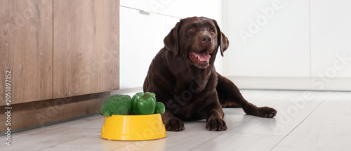 Cute Labrador dog lying nea...