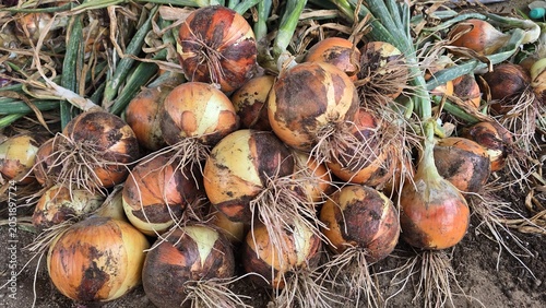 Onions harvested from the field