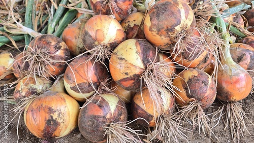 Onions harvested from the field