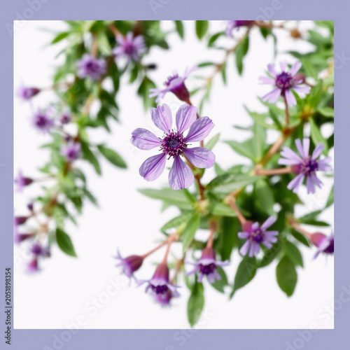Close-up of blooming purple clematis flowers with green leaves in soft natural light