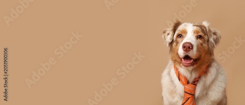 Photos Happy australian shepherd dog wearing orange striped tie, business professional