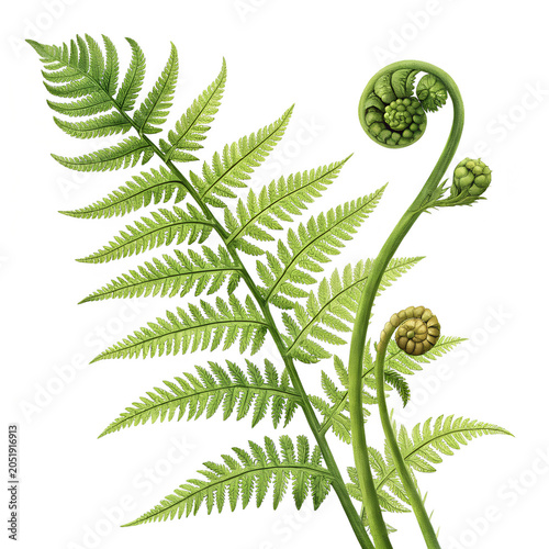 Vibrant Green Fern Frond and Fiddleheads Botanical Illustration on White on transparent background

