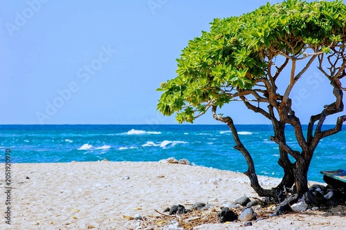 Fotografía Hawaii beach tree