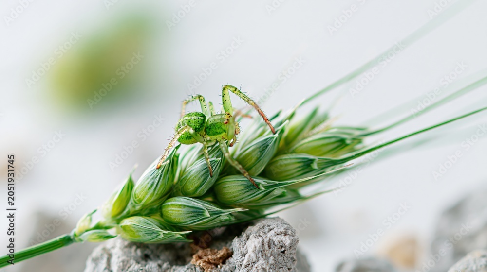 Fototapeta premium Macro photograph of a vibrant green grasshopper perched on a dew-kissed green wheat stalk in a bright, natural setting.
