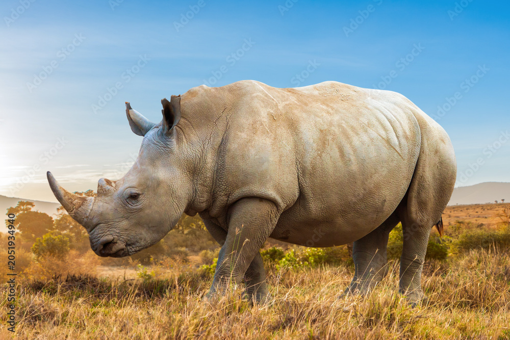 Obraz premium Wildlife safari. White rhinoceros walks through dry savanna grassland in Kenya, Africa during conservation travel.