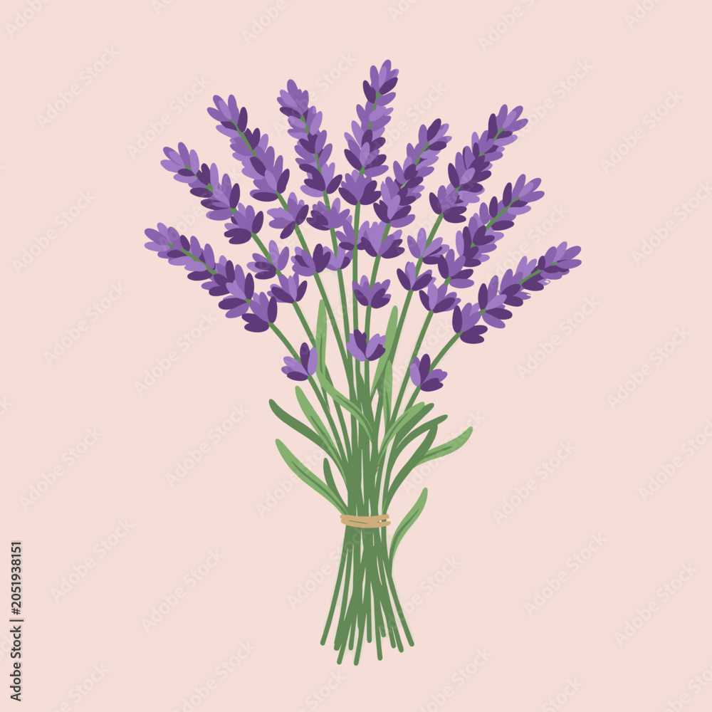 Obraz premium Beautiful bouquet of fresh lavender flowers tied with string, vector illustration of purple aromatic herbs on a pink background