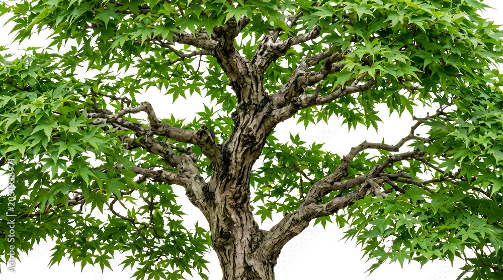 Fototapeta premium A detailed close-up of a japanese maple tree with vibrant green leaves and a textured, gnarled brown trunk, isolated on a white background, for easy compositing, and editing