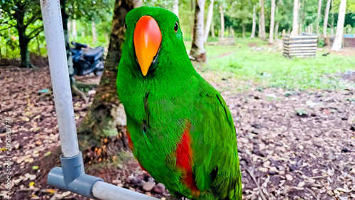 Close-up photo of the Sulawesi parrot (Tanygnathus megalorynchos), an endemic hook-billed bird with bright colors