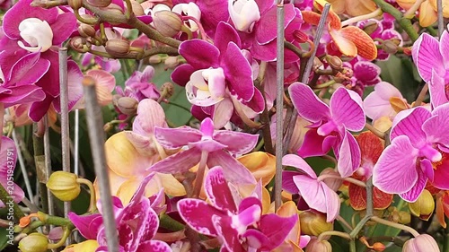 colorful blooming orchids or anggrek bulan in professional nursery or greenhouse setting video