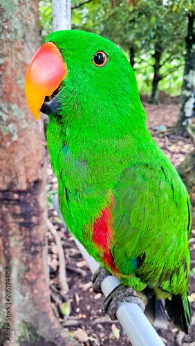 Close-up photo of the Sulawesi parrot (Tanygnathus megalorynchos), an endemic hook-billed bird with bright colors