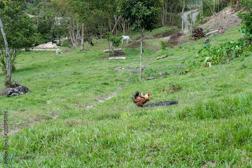 Photos Rooster and hen standing near a water trough on a green grassy hill with cows gr