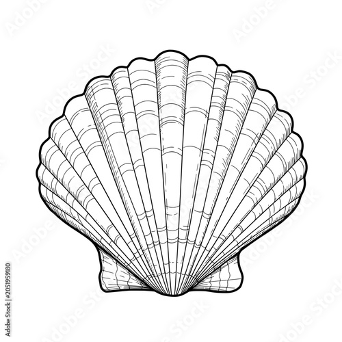 Seashell illustration with linear details and scalloped edge on white backdrop