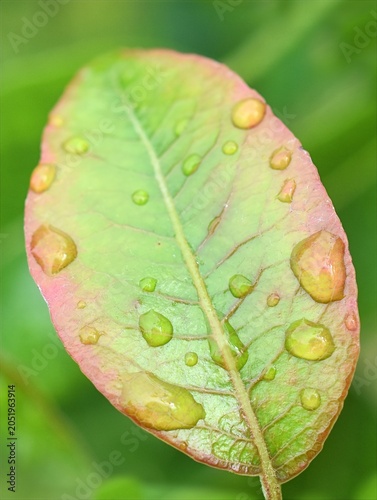 Leaf with Water Droplets After Rain – Macro Nature Background