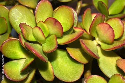 Jade Plant Succulent Leaves with Red Edges Close Up
