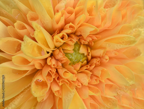 Close-Up of Peach Dahlia Flower with Water Droplets