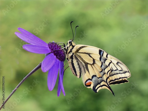 Old World Swallowtail Butterfly Feeding on Purple Daisy Flower