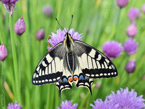Old World Swallowtail Butterfly on Chive Flower in Bloom