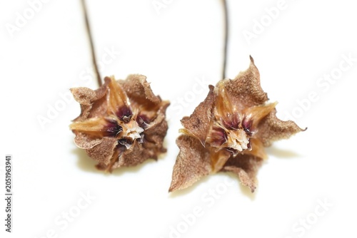 Porcelain Flower Seed Pods and Seeds Close Up on White Background