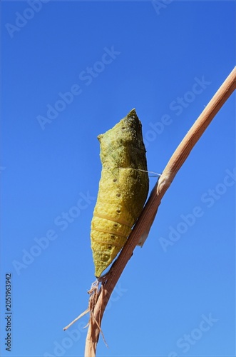 Old World Swallowtail Chrysalis Attached to Dry Stem Against Blue Sky