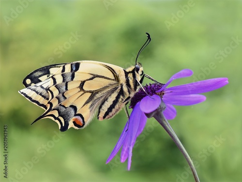 Old World Swallowtail Butterfly Feeding on Purple Daisy Flower