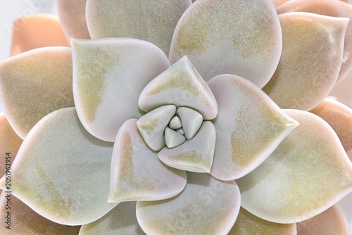 Pastel Echeveria Succulent Rosette – Full Frame Macro Background