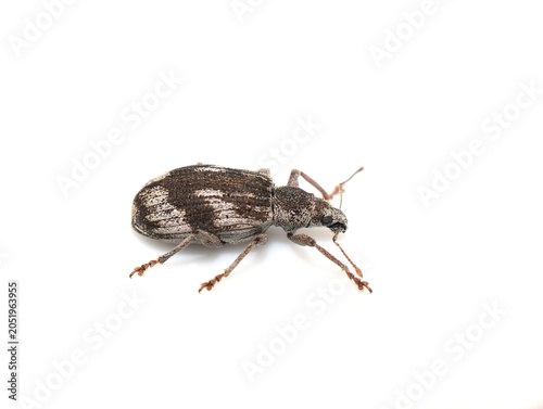Polydrusus tereticollis Weevil Isolated on White Background – Macro Close-Up