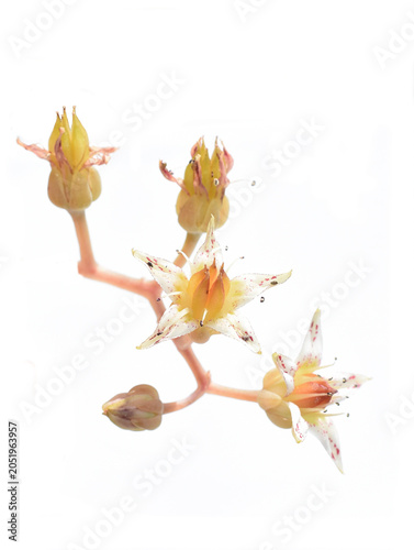 Echeveria Flowers Isolated on White Background – Delicate Succulent Blooms