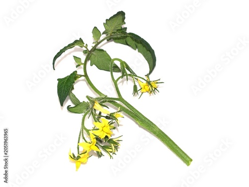 Tomato Plant Flowering Cluster Isolated on White Background