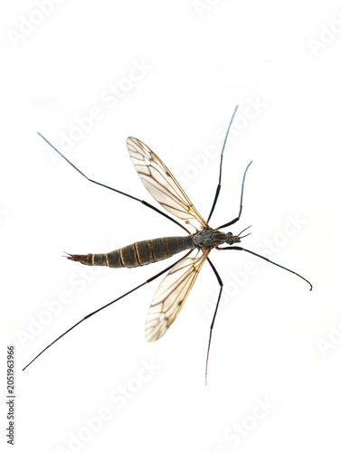 Crane Fly (Tipulidae) Isolated on White Background – Detailed Macro 