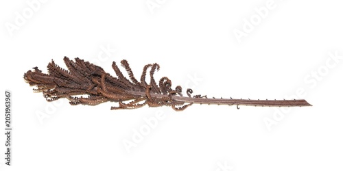 Fertile Frond of Ostrich Fern with Dried Spores Isolated on White Background