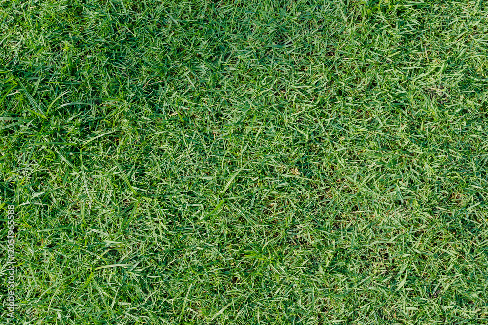 Fototapeta premium Top view of dense green lawn grass turf texture background. Fresh outdoor football field turfgrass surface pattern for sports landscape design.