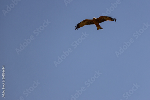 Foto Yellow-billed kite bird of prey soaring through a clear blue sky in Ngorongoro C