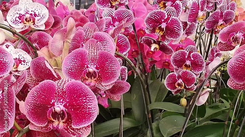 purple and white orchids video in a greenhouse 