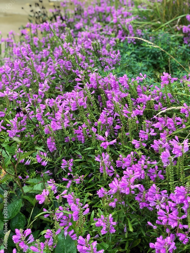 Obraz premium purple flowers in the garden