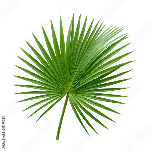 Green palm leaf isolated on transparent background with long thin leaves radiating from center