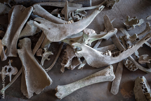 Foto Wild animal bones and skulls scattered on the ground, after the volcanic eruptio