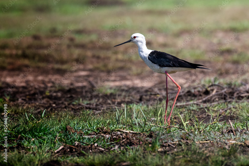 Obraz premium Black-winged Stilt in its Habitat: A striking Black-winged Stilt, characterized by its slender long legs and distinctive black and white plumage, stands gracefully in a shallow, marshy wetland area.