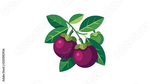 Obraz na płótnie Two Ripe Mangosteen Fruits Hanging on a Branch with Green Leaves.