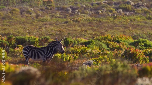 Solitary Cape Mountain Zebra standing on a rocky hillside chewing and eating while looking off into the distance with ears perked, slow motion